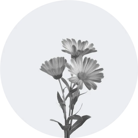 Calendula Extract
