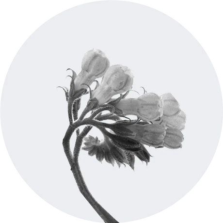 Allantoin